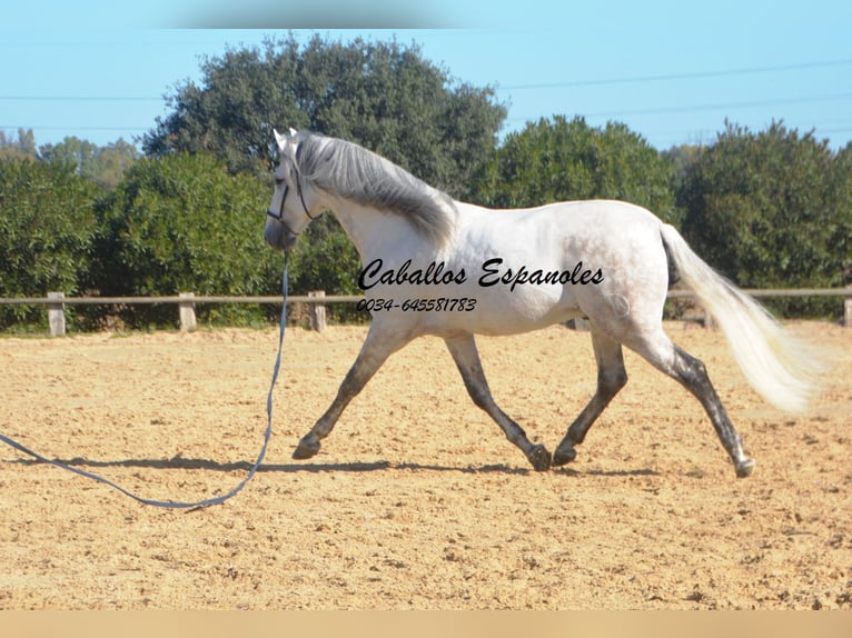PRE Stallion 7 years 16,1 hh Gray in Vejer de la Frontera