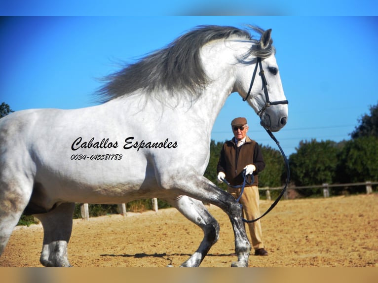 PRE Stallion 7 years 16,1 hh Gray in Vejer de la Frontera
