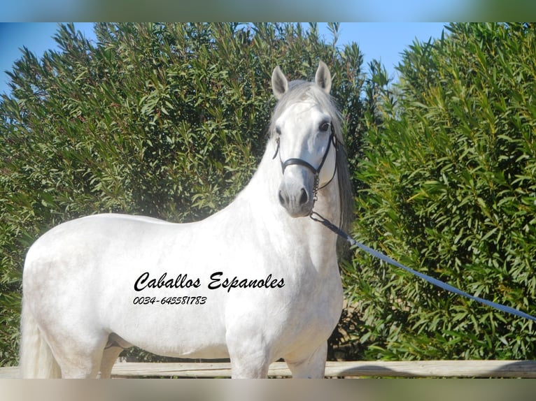 PRE Stallion 7 years 16,1 hh Gray in Vejer de la Frontera