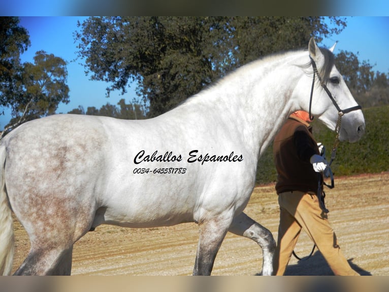 PRE Stallion 7 years 16,1 hh Gray in Vejer de la Frontera