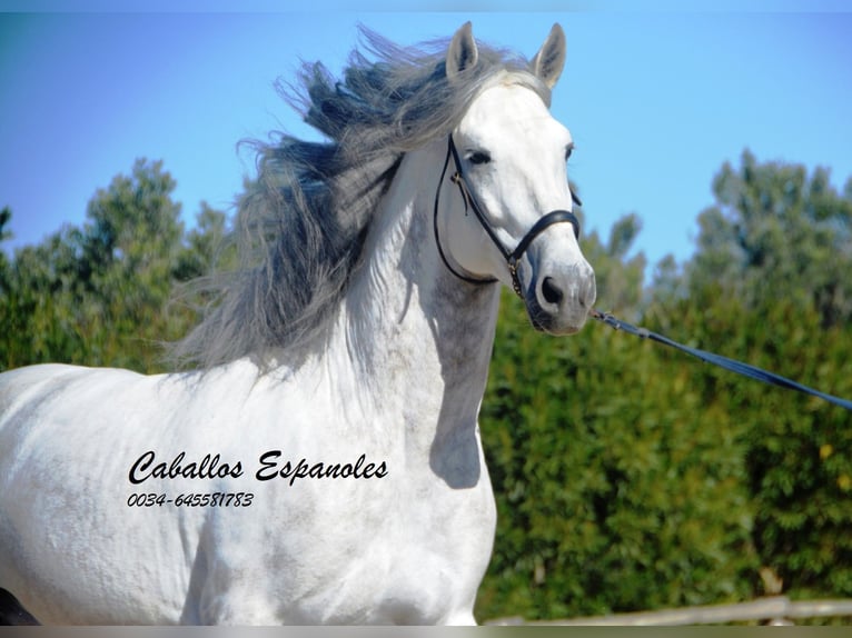 PRE Stallion 7 years 16,1 hh Gray in Vejer de la Frontera