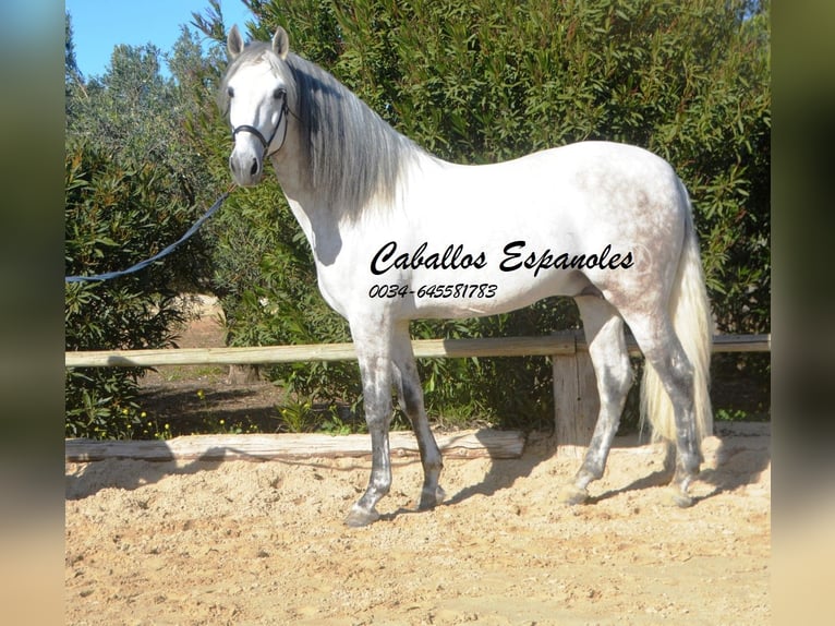 PRE Stallion 7 years 16,1 hh Gray in Vejer de la Frontera