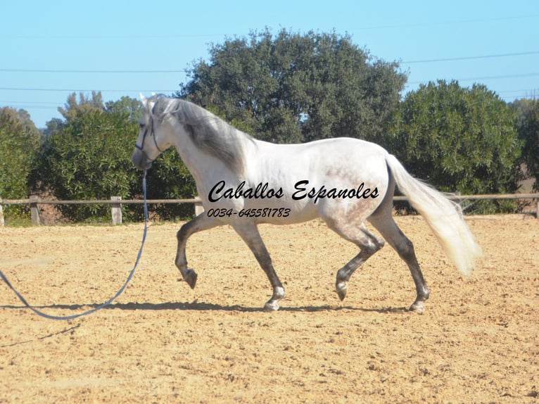 PRE Stallion 7 years 16,1 hh Gray in Vejer de la Frontera