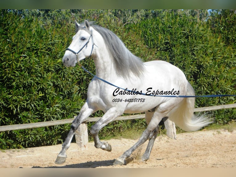 PRE Stallion 7 years 16,1 hh Gray in Vejer de la Frontera