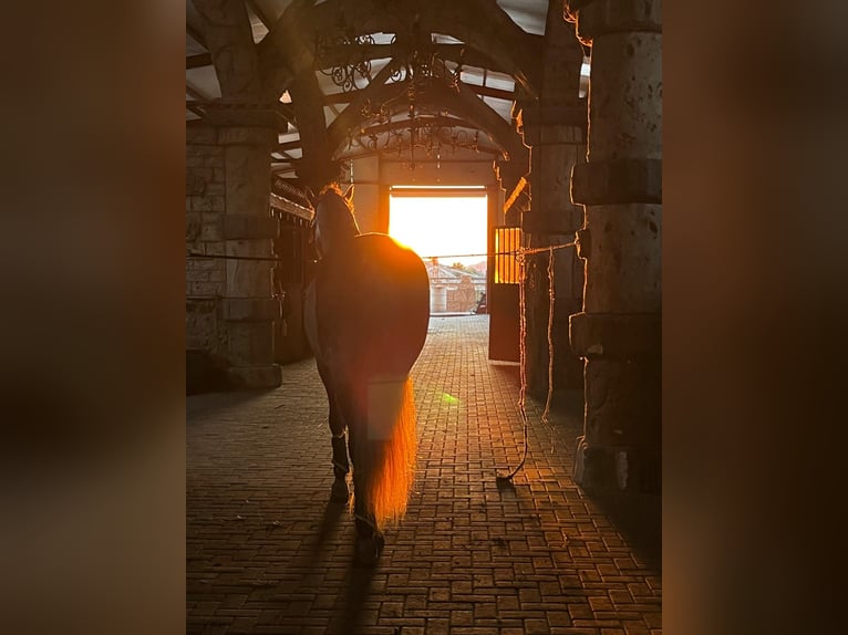 PRE Mix Stallion 7 years 16,1 hh Grey-Dapple in Los Arenales Del Sol