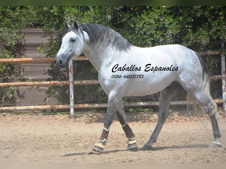PRE Stallion 7 years 16,1 hh Grey in Vejer de la Frontera