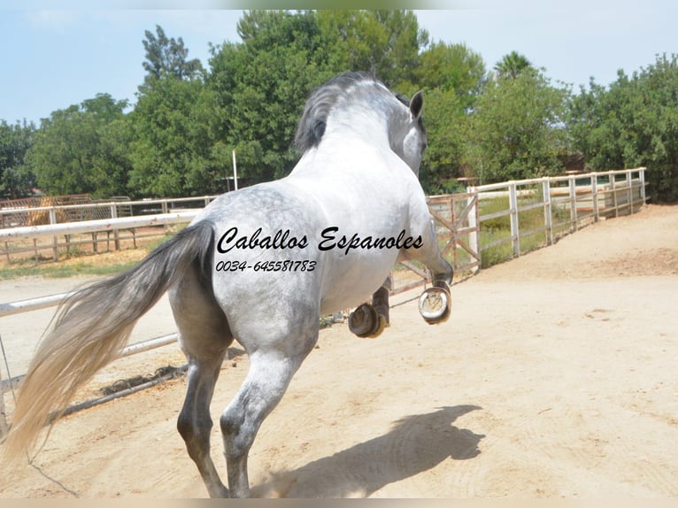 PRE Stallion 7 years 16,1 hh Grey in Vejer de la Frontera