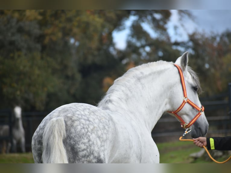 PRE Stallion 7 years 16,1 hh Grey in Sevilla