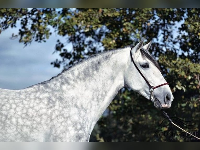 PRE Stallion 7 years 16,1 hh Grey in Barcelona