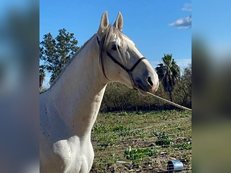 PRE Mix Stallion 7 years 16,1 hh Grey in Malaga