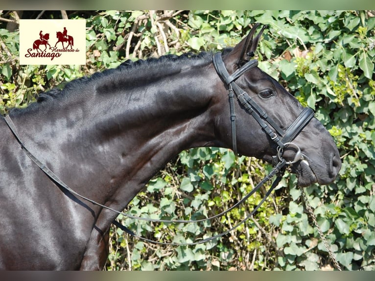 PRE Stallion 7 years 16,2 hh Black in Navarra