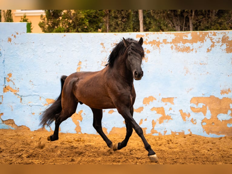 PRE Mix Stallion 7 years 16,2 hh Black in Valencia
