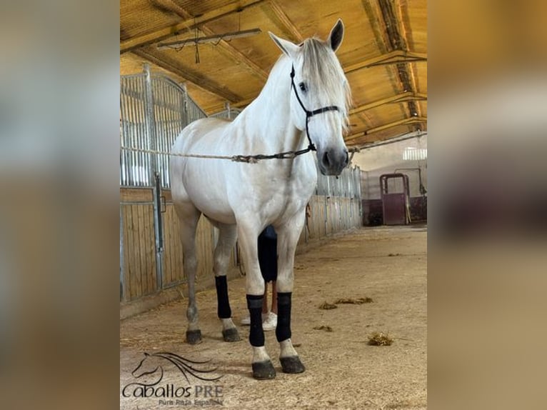 PRE Mix Stallion 7 years 16,2 hh Gray in Merida