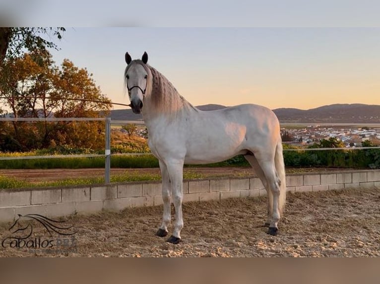 PRE Mix Stallion 7 years 16,2 hh Gray in Merida