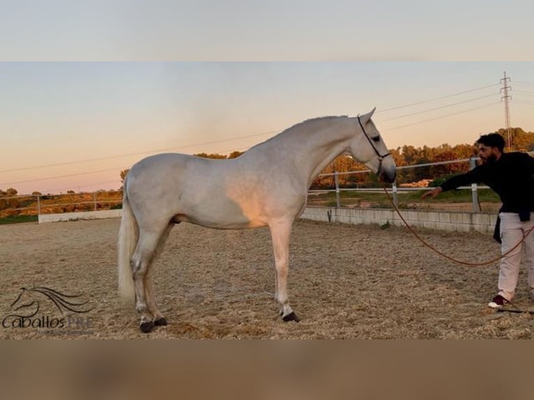 PRE Mix Stallion 7 years 16,2 hh Gray in Merida