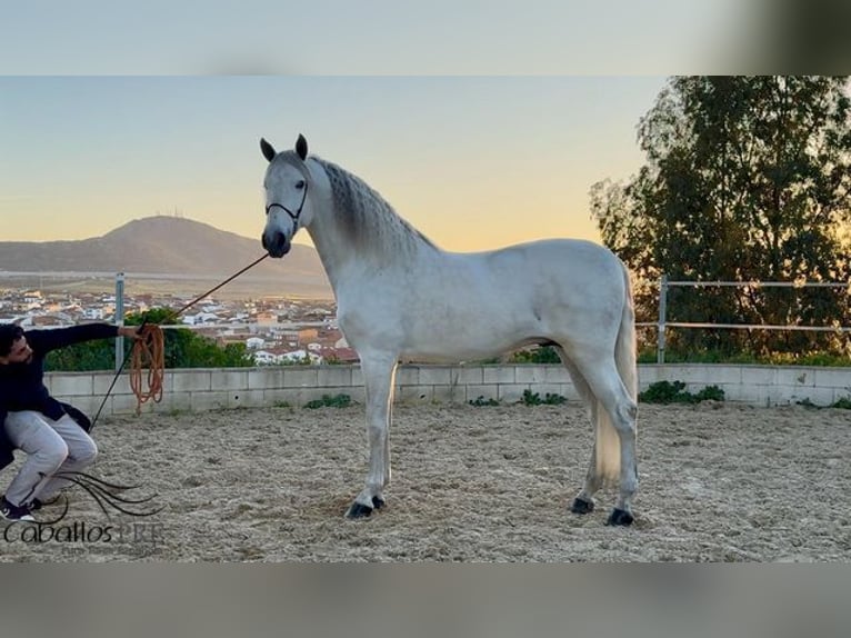 PRE Mix Stallion 7 years 16,2 hh Gray in Merida