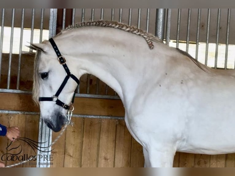 PRE Mix Stallion 7 years 16,2 hh Gray in Merida