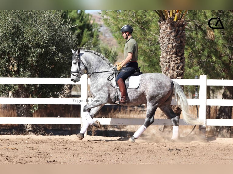 PRE Stallion 7 years 16,2 hh Grey in Puerto Lumbreras