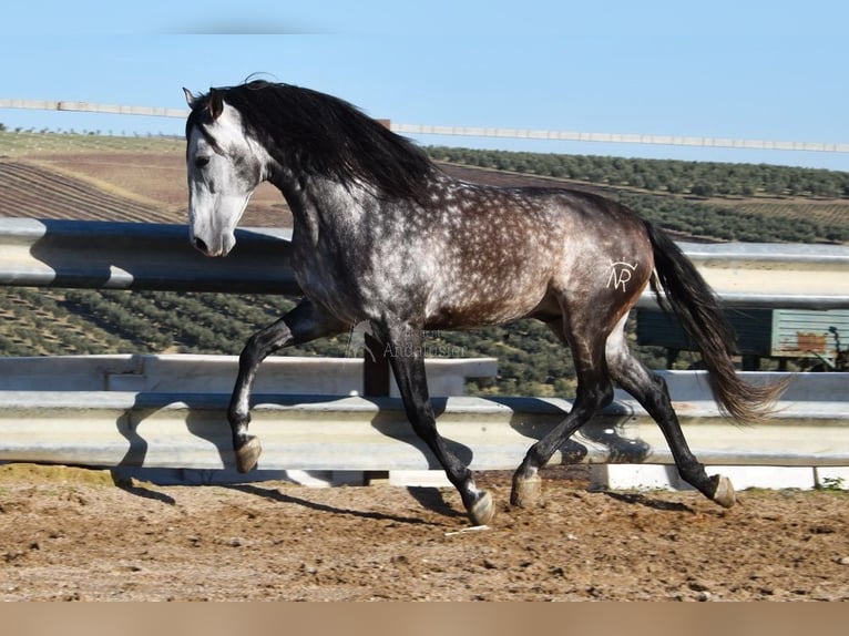 PRE Stallion 7 years 16,2 hh Grey in Provinz Cordoba