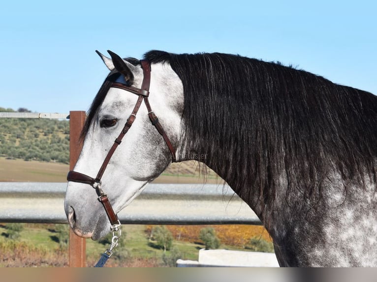 PRE Stallion 7 years 16,2 hh Grey in Provinz Cordoba