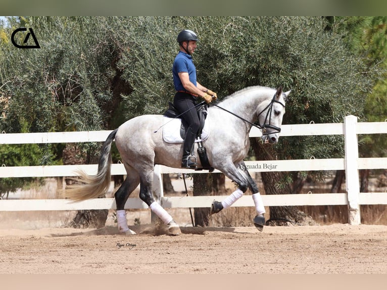 PRE Stallion 7 years 16,2 hh Grey-Dapple in Puerto Lumbreras
