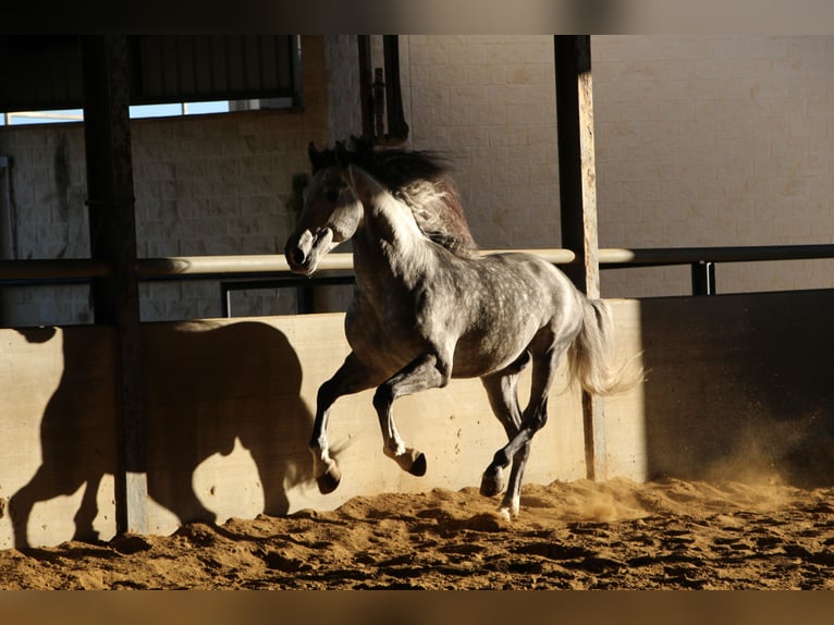 PRE Stallion 7 years 16,2 hh Grey-Dapple in La Rinconada