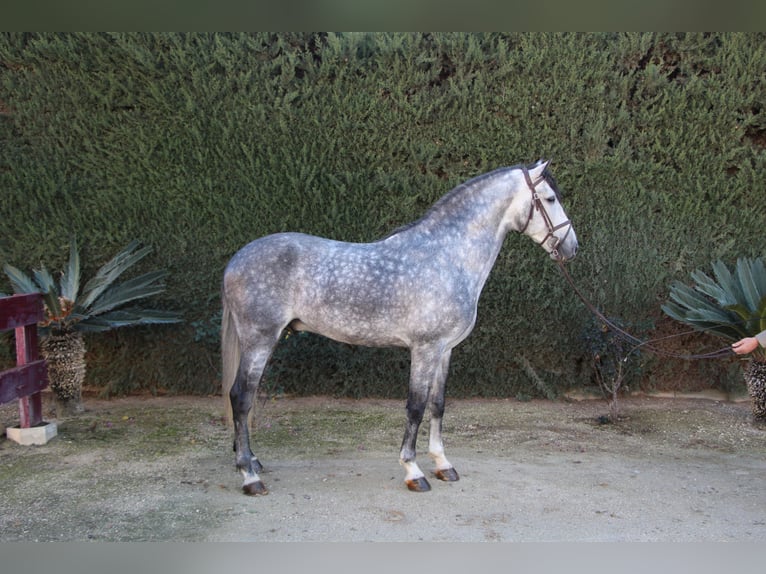 PRE Stallion 7 years 16,2 hh Grey-Dapple in La Rinconada