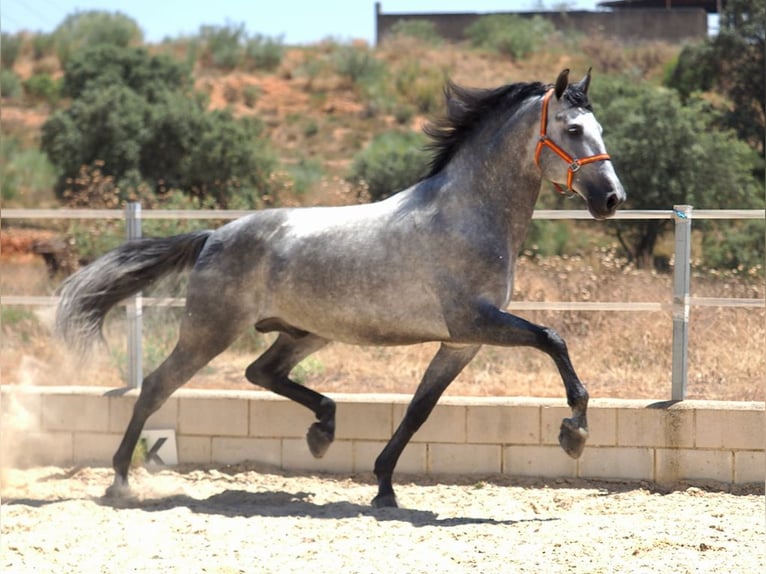 PRE Mix Stallion 7 years 16,2 hh Grey in Navas Del Madro&#xF1;o
