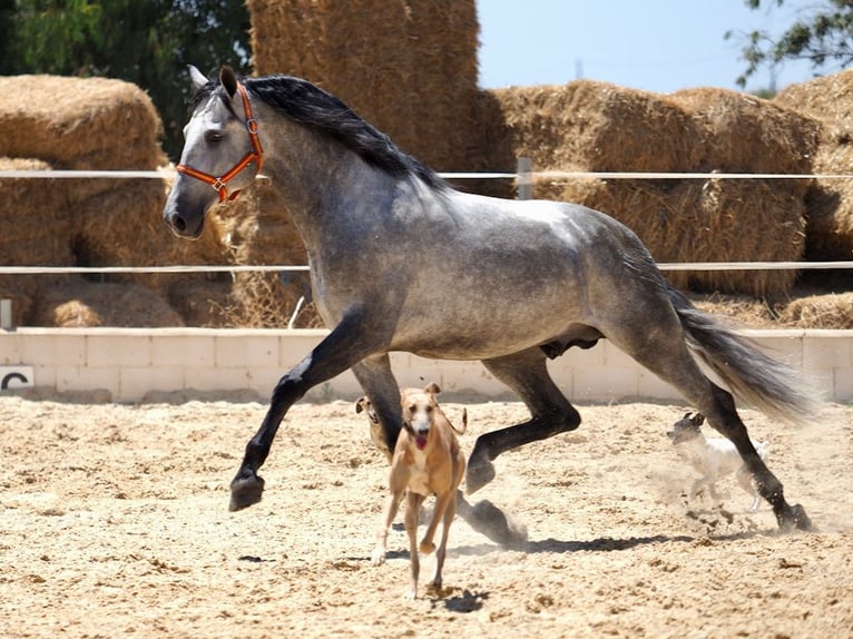 PRE Mix Stallion 7 years 16,2 hh Grey in Navas Del Madro&#xF1;o