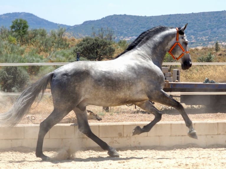 PRE Mix Stallion 7 years 16,2 hh Grey in Navas Del Madro&#xF1;o