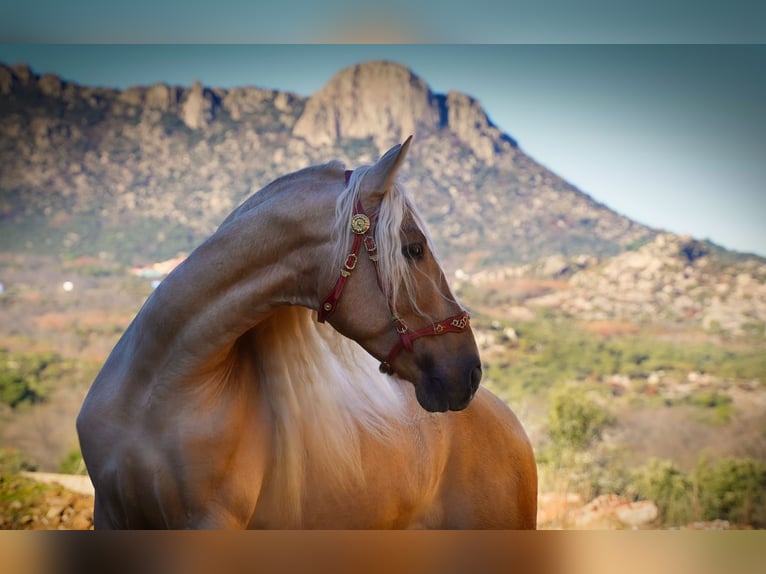 PRE Mix Stallion 7 years 16,2 hh Palomino in IEPER