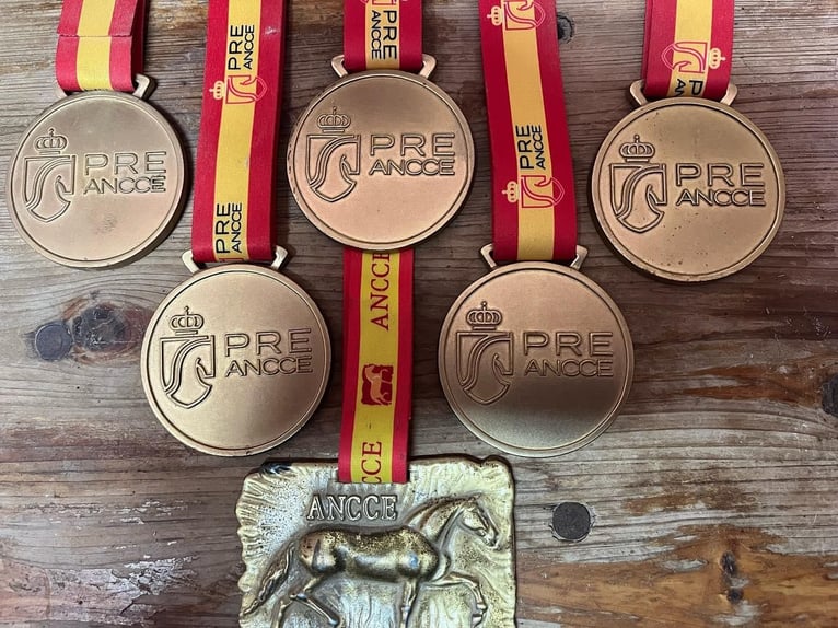 PRE Mix Stallion 7 years 16,3 hh Grey in Sitges