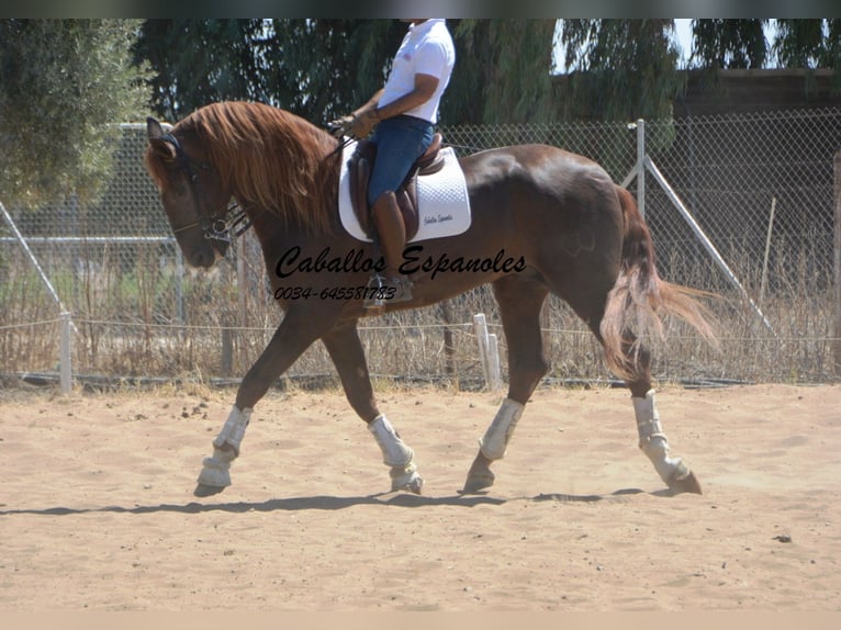 PRE Stallion 7 years 17,1 hh Chestnut in Vejer de la Frontera