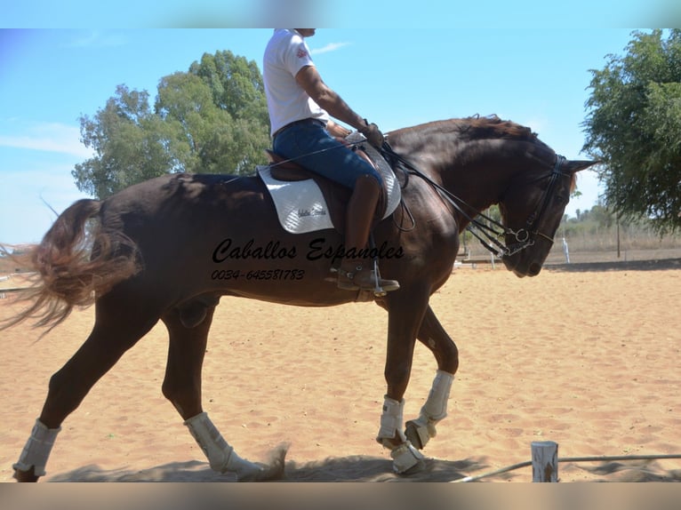 PRE Stallion 7 years 17,1 hh Chestnut-Red in Vejer de la Frontera