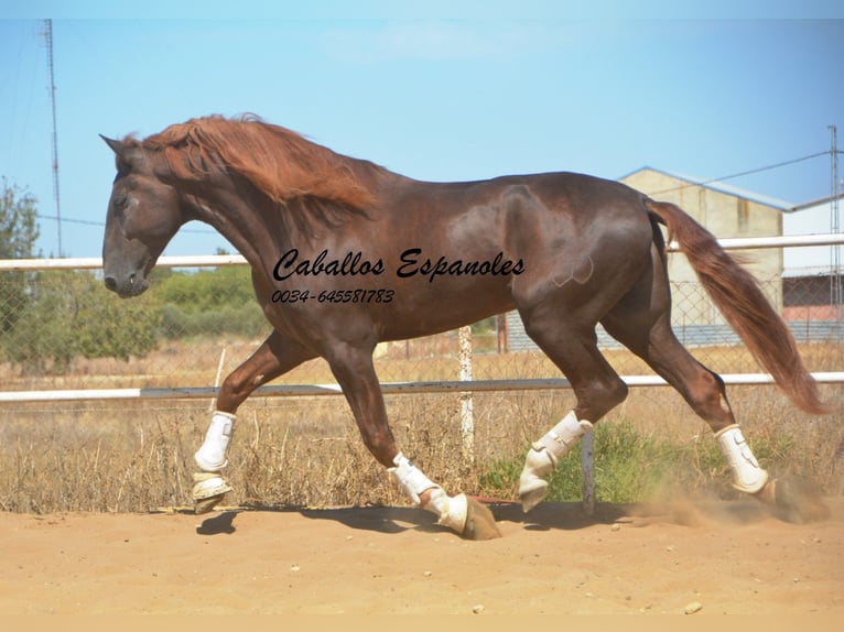 PRE Stallion 7 years 17,1 hh Chestnut-Red in Vejer de la Frontera