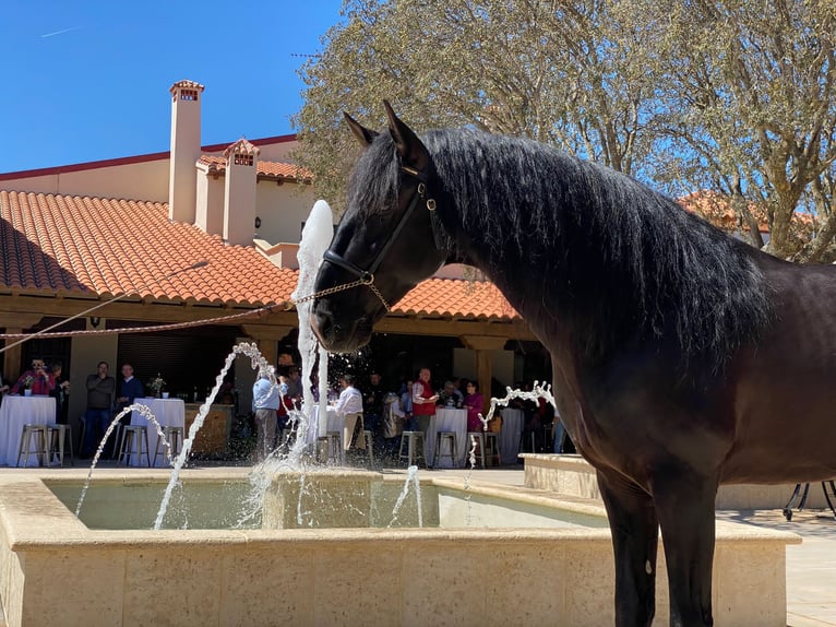 PRE Stallion 7 years 17 hh Black in SALAMANCA