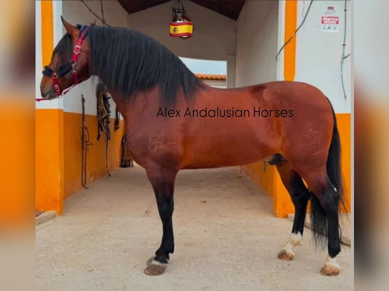 PRE Mix Stallion 7 years 17 hh Brown in Sevilla