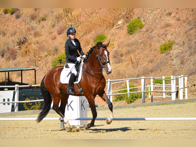 PRE Mix Stallion 7 years 17 hh Brown in Sotogrande
