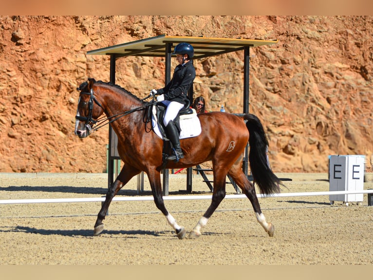 PRE Mix Stallion 7 years 17 hh Brown in Sotogrande