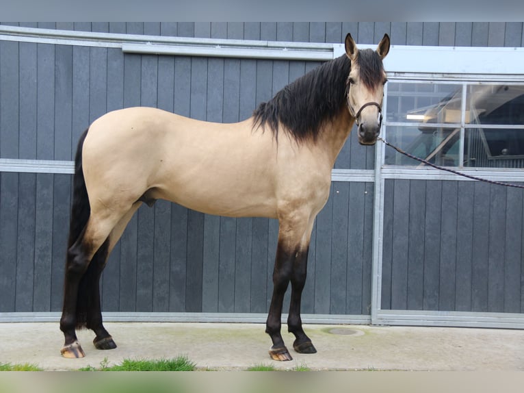 PRE Stallion 7 years 17 hh Buckskin in Klerken