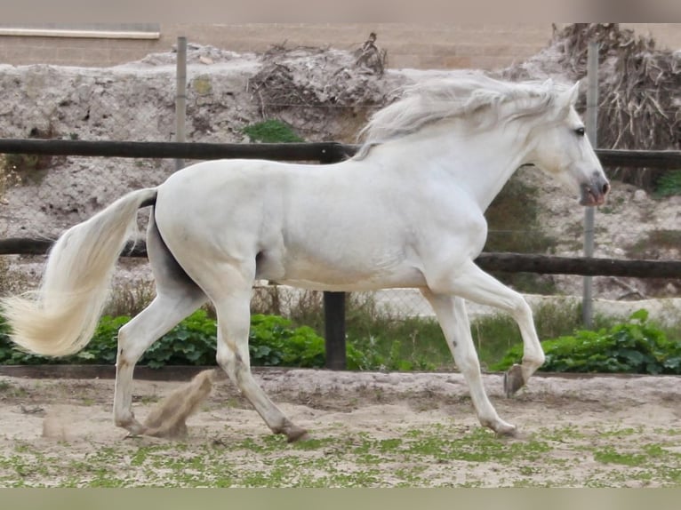 PRE Mix Stallion 7 years 17 hh in Almerimar