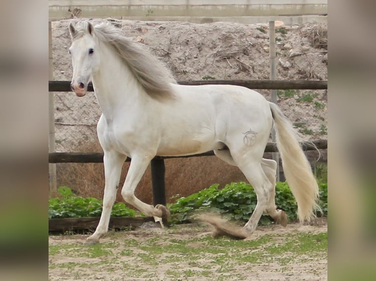 PRE Mix Stallion 7 years 17 hh in Almerimar