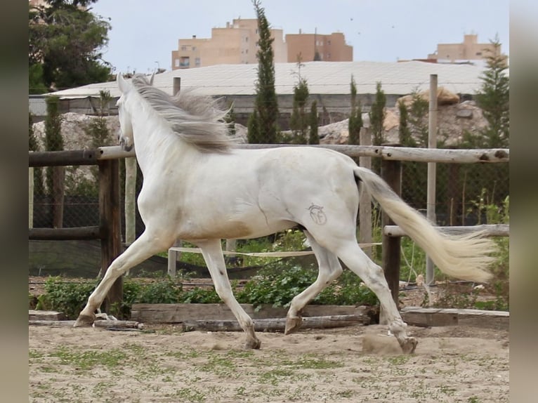 PRE Mix Stallion 7 years 17 hh in Almerimar