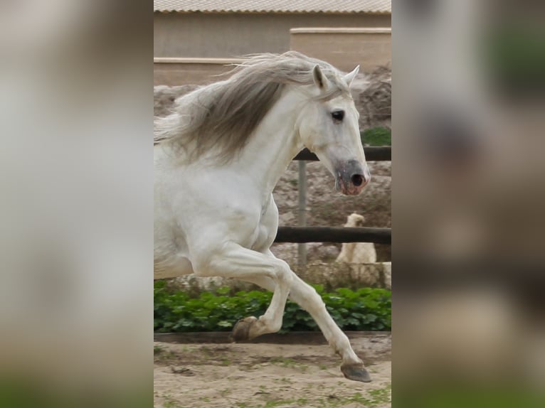 PRE Mix Stallion 7 years 17 hh in Almerimar