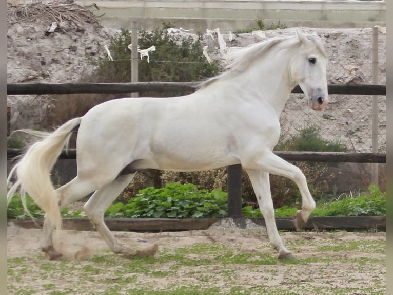 PRE Mix Stallion 7 years 17 hh in Almerimar