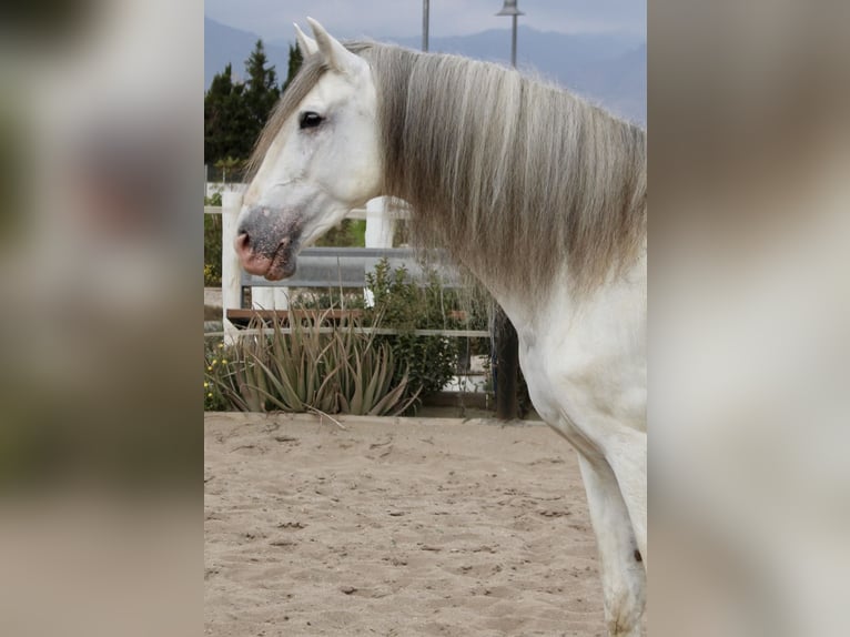 PRE Mix Stallion 7 years 17 hh in Almerimar