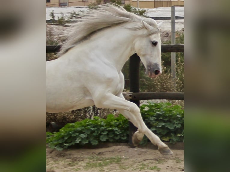 PRE Mix Stallion 7 years 17 hh in Almerimar