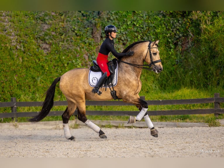 PRE Stallion 7 years 17 hh Dun in Barcelona