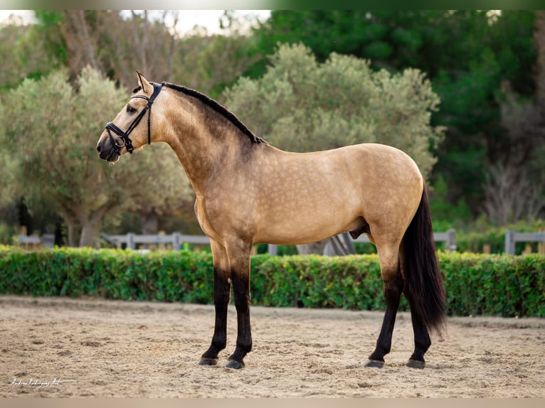 PRE Stallion 7 years 17 hh Dun in Barcelona