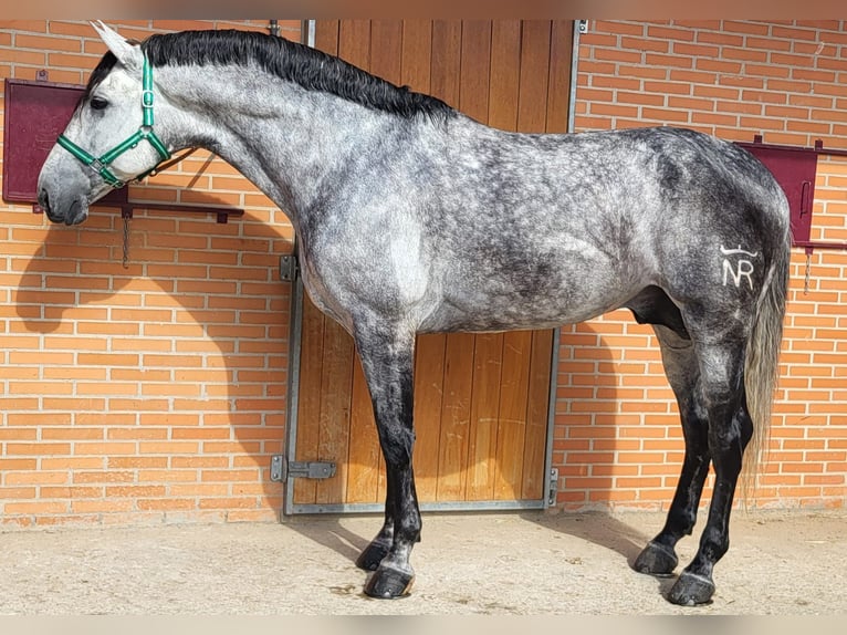 PRE Mix Stallion 7 years 17 hh Gray in Madrid